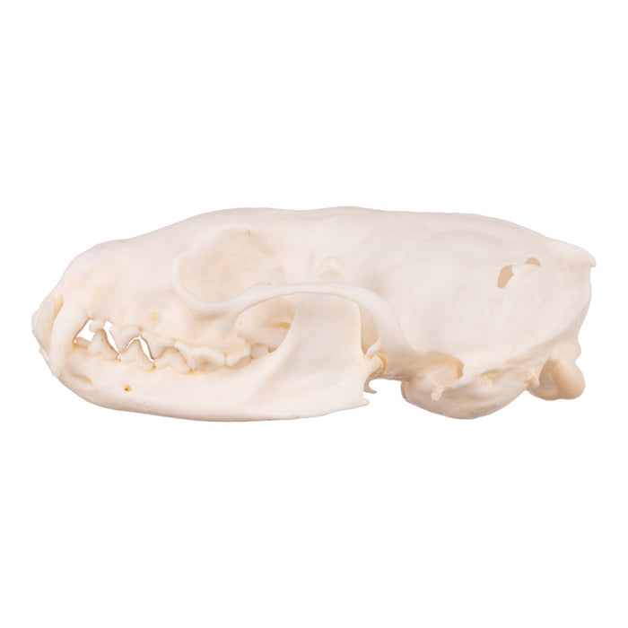 Real Marten Skull - Pathology