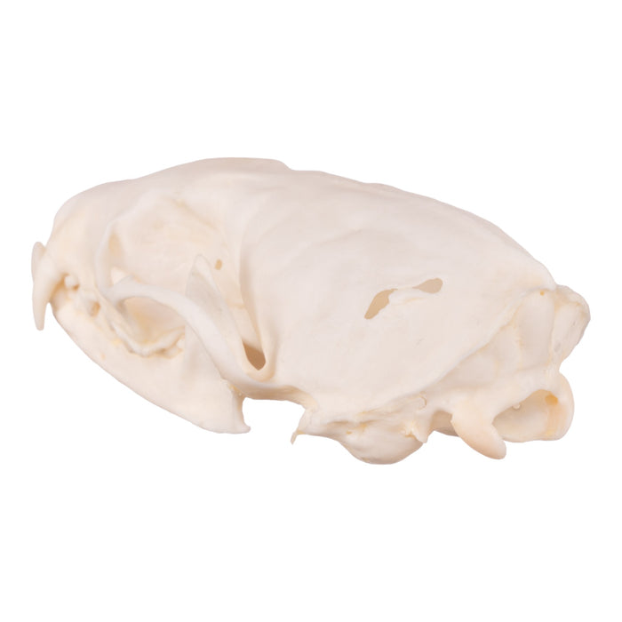 Real Marten Skull - Pathology