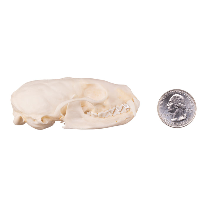 Real Marten Skull - Pathology