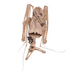 Real Straw-colored Fruit Bat Skeleton - Dried