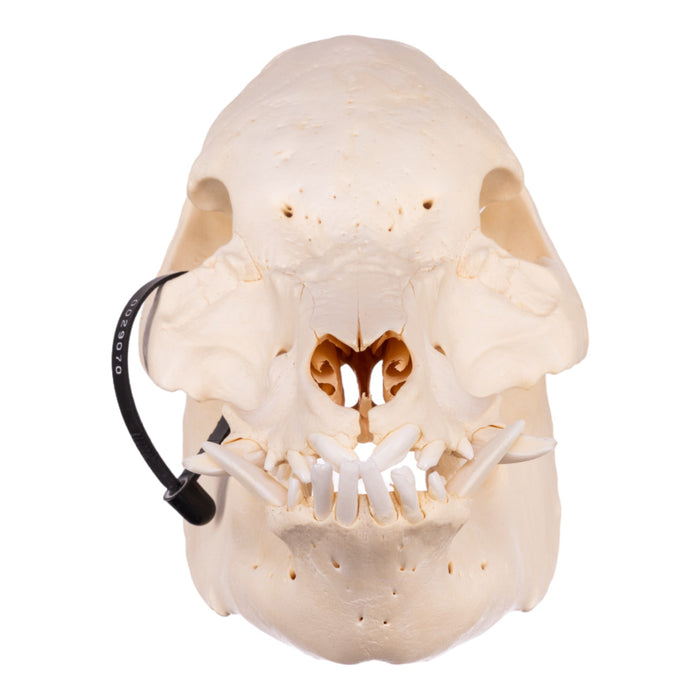 Real Pot-bellied Pig Skeleton - Disarticulated