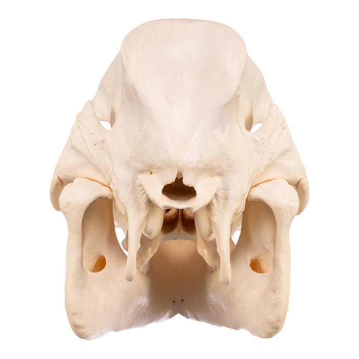 Real Pot-bellied Pig Skeleton - Disarticulated