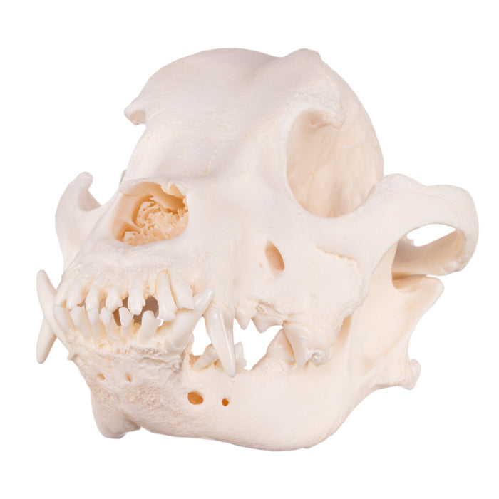 Real Domestic Dog Skull - Shar-Pei