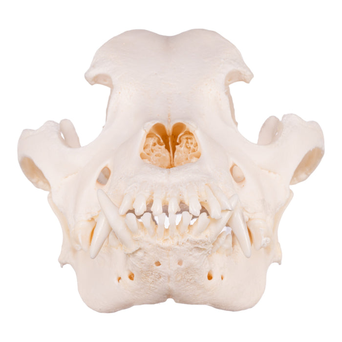 Real Domestic Dog Skull - Shar-Pei