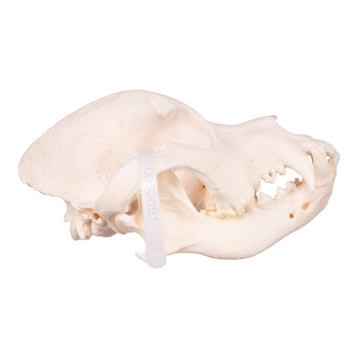 Real Domestic Dog Skull - Shar-Pei