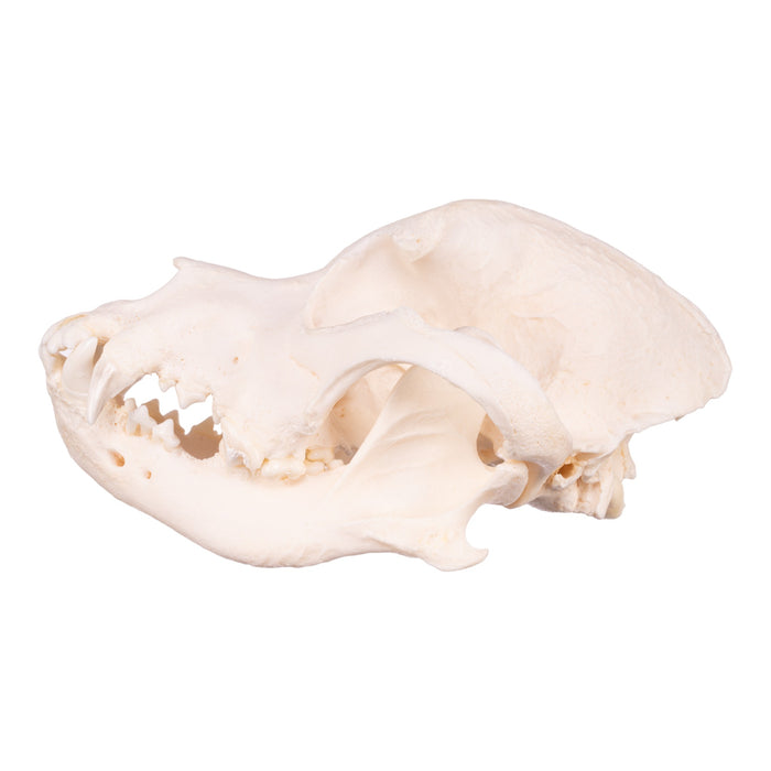 Real Domestic Dog Skull - Shar-Pei