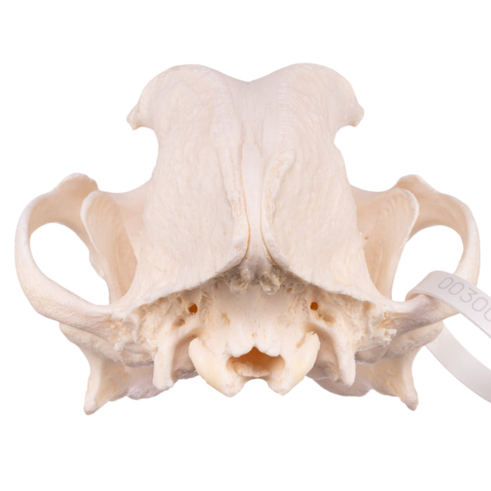 Real Domestic Dog Skull - Shar-Pei