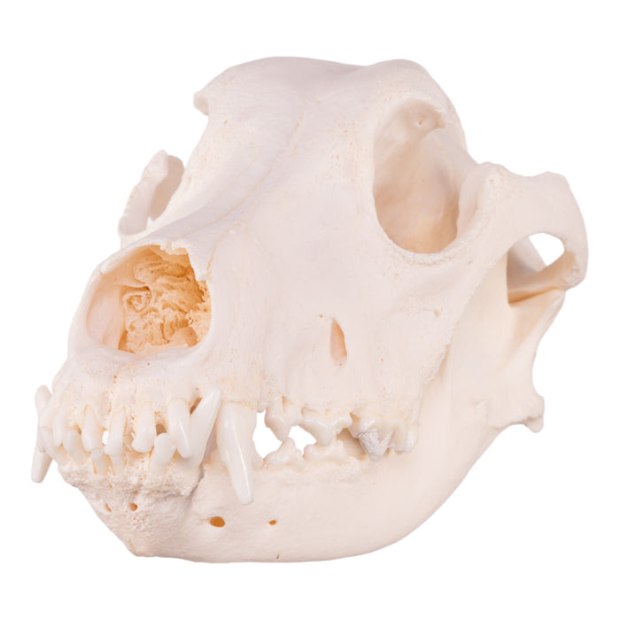 Real Domestic Dog Skull - Great Dane