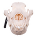 Real Domestic Dog Skull - Great Dane (Periodontal)