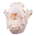 Real Domestic Dog Skull - Great Dane (Periodontal)