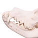 Real Domestic Dog Skull - Great Dane (Periodontal)