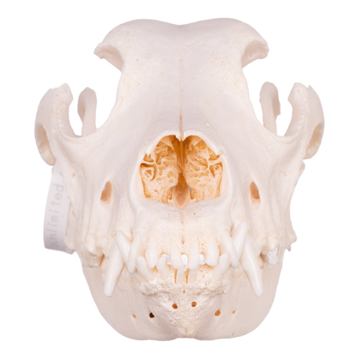 Real Domestic Dog Skull - Great Dane