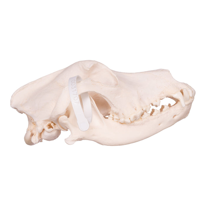 Real Domestic Dog Skull - Great Dane