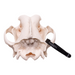 Real Domestic Dog Skull - Great Dane (Periodontal)