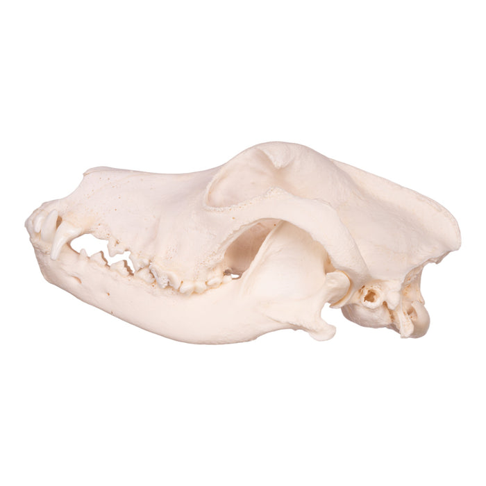 Real Domestic Dog Skull - Great Dane