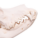 Real Domestic Dog Skull - Great Dane (Periodontal)