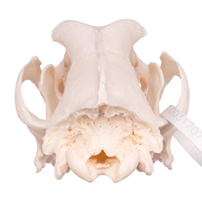 Real Domestic Dog Skull - Great Dane