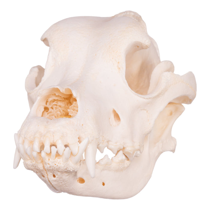 Real Domestic Dog Skull - Saint Bernard