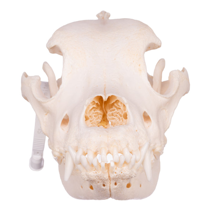 Real Domestic Dog Skull - Saint Bernard