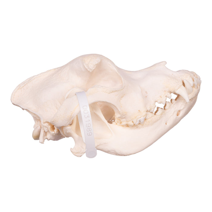 Real Domestic Dog Skull - Saint Bernard