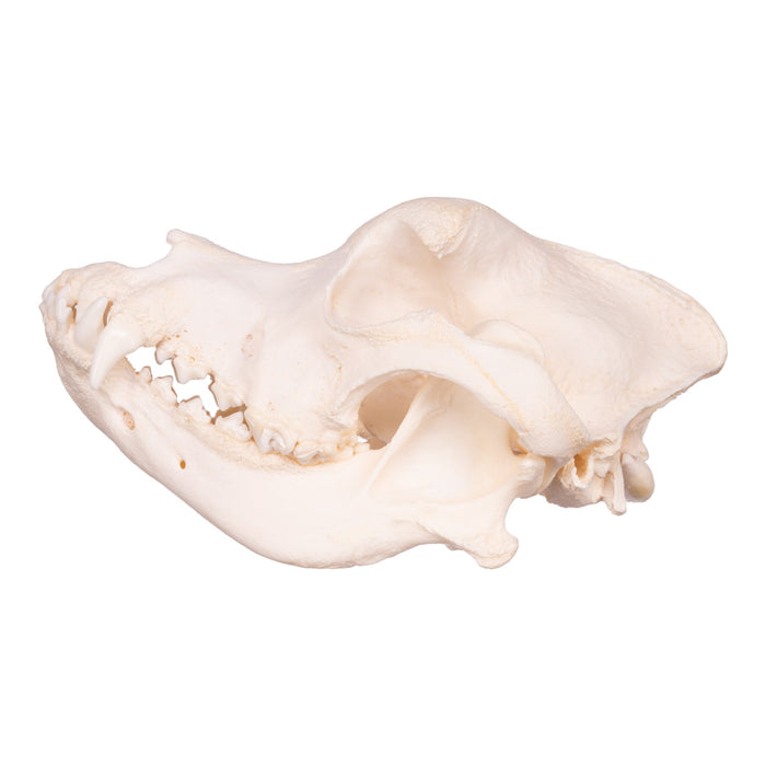 Real Domestic Dog Skull - Saint Bernard