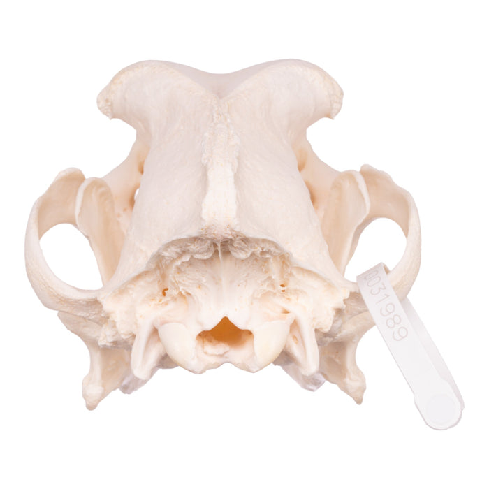 Real Domestic Dog Skull - Saint Bernard