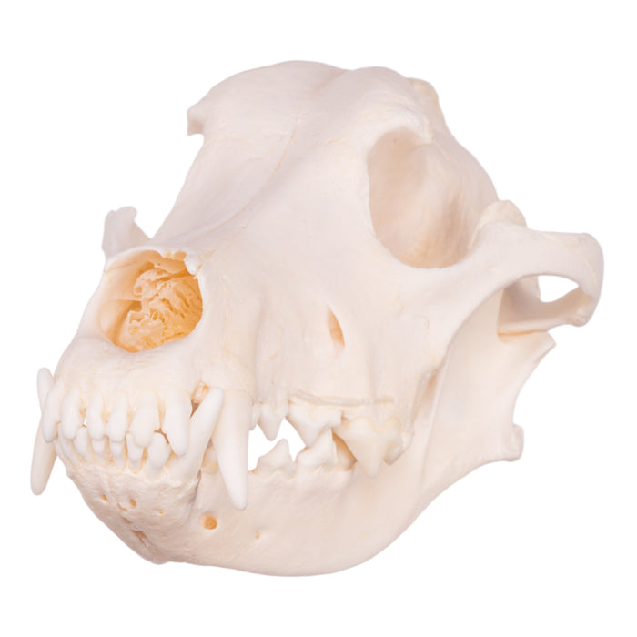 Real Domestic Dog Skull - Husky