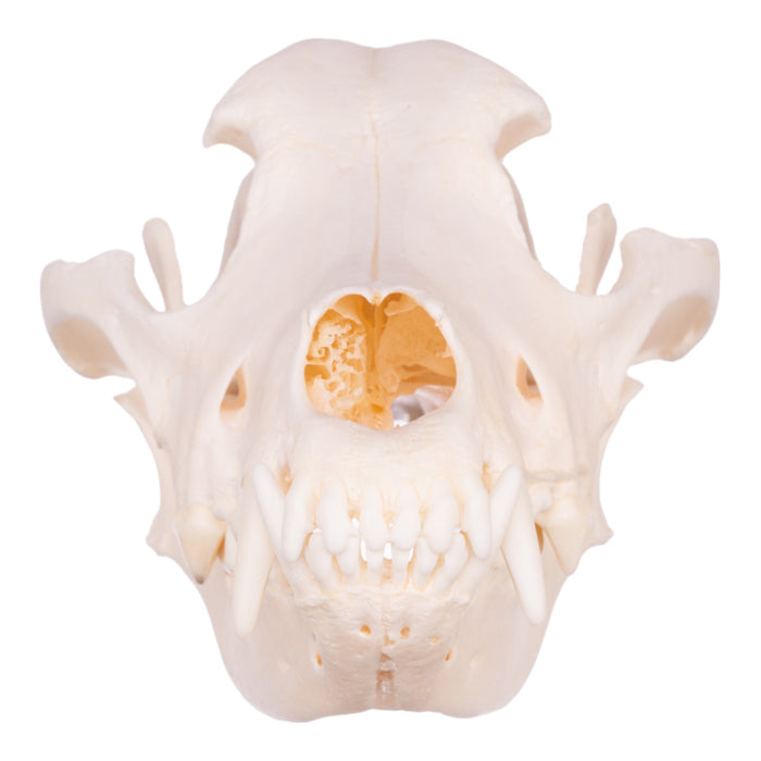 Real Domestic Dog Skull - Husky