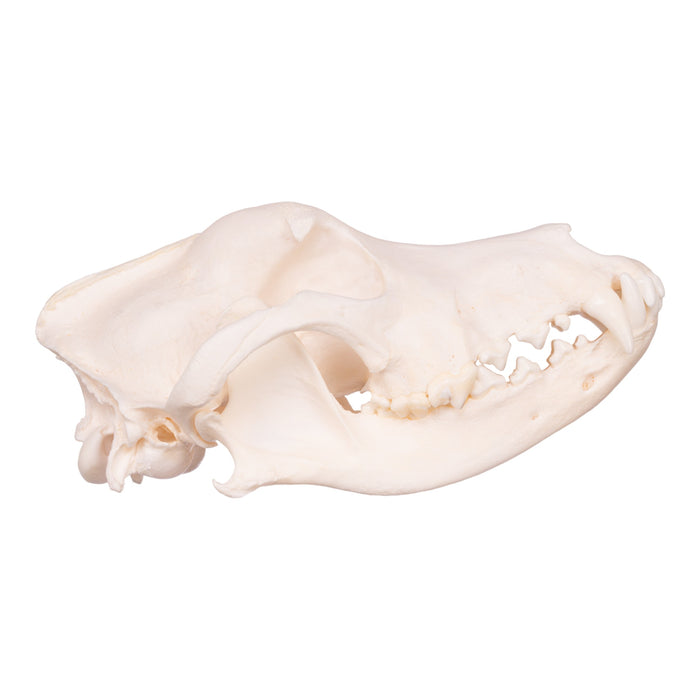 Real Domestic Dog Skull - Husky