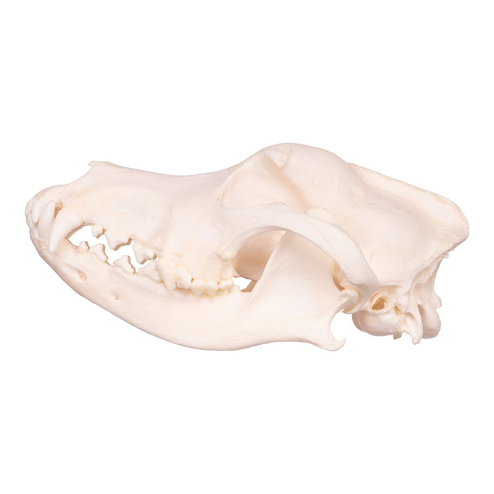 Real Domestic Dog Skull - Husky