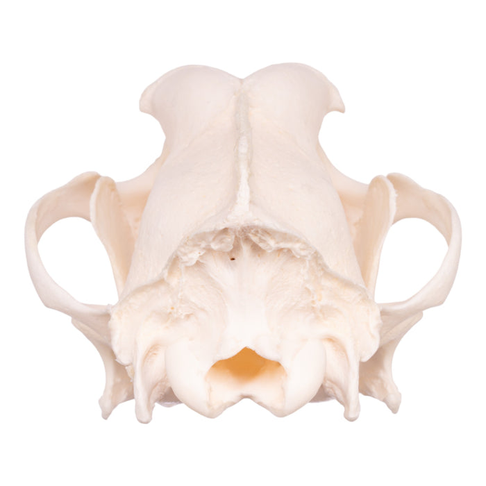 Real Domestic Dog Skull - Husky