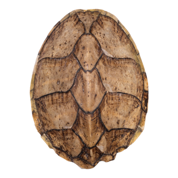 Real Razorback Musk Turtle Shell