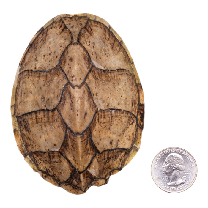 Real Razorback Musk Turtle Shell