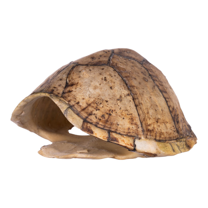 Real Razorback Musk Turtle Shell