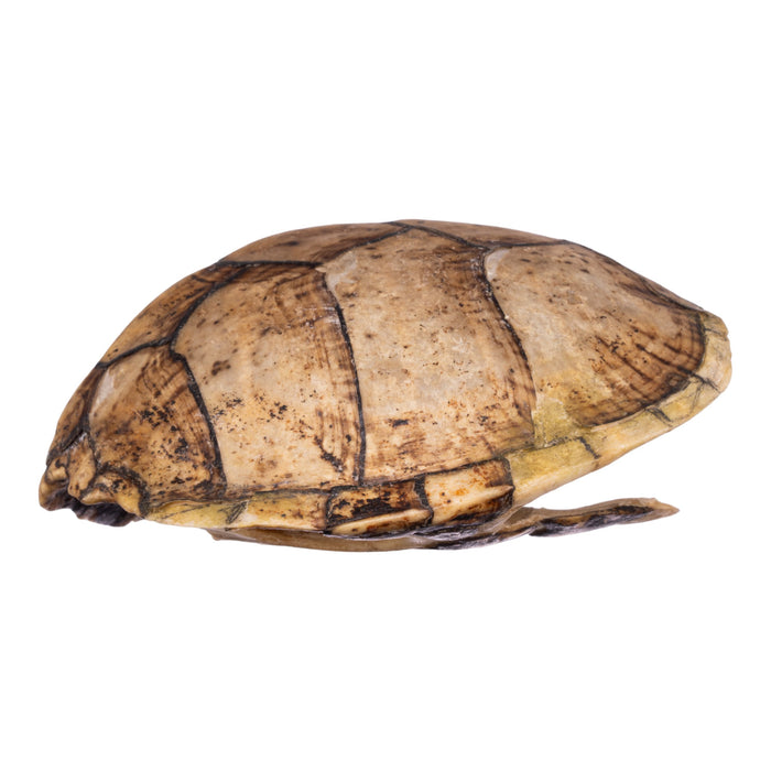 Real Razorback Musk Turtle Shell