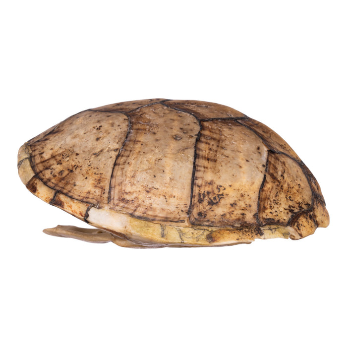 Real Razorback Musk Turtle Shell