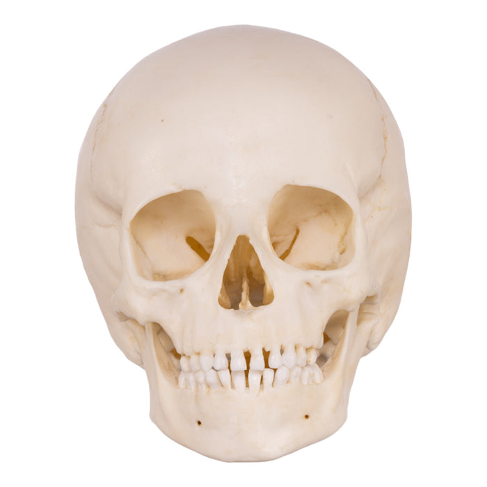 Replica Human Child Skull - 6-year-old