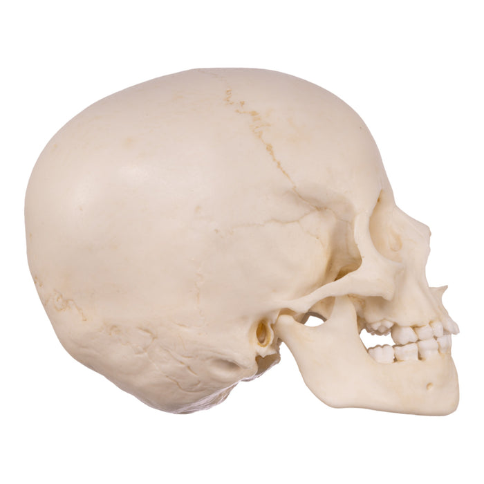 Replica Human Child Skull - 6-year-old