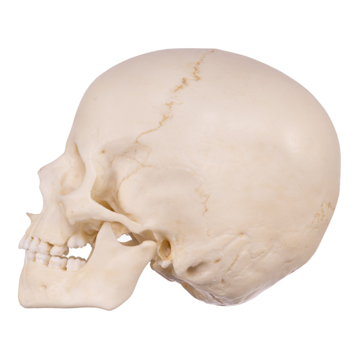 Replica Human Child Skull - 6-year-old