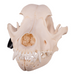 Real Domestic Dog Skull - Rottweiler