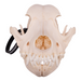 Real Domestic Dog Skull - Rottweiler