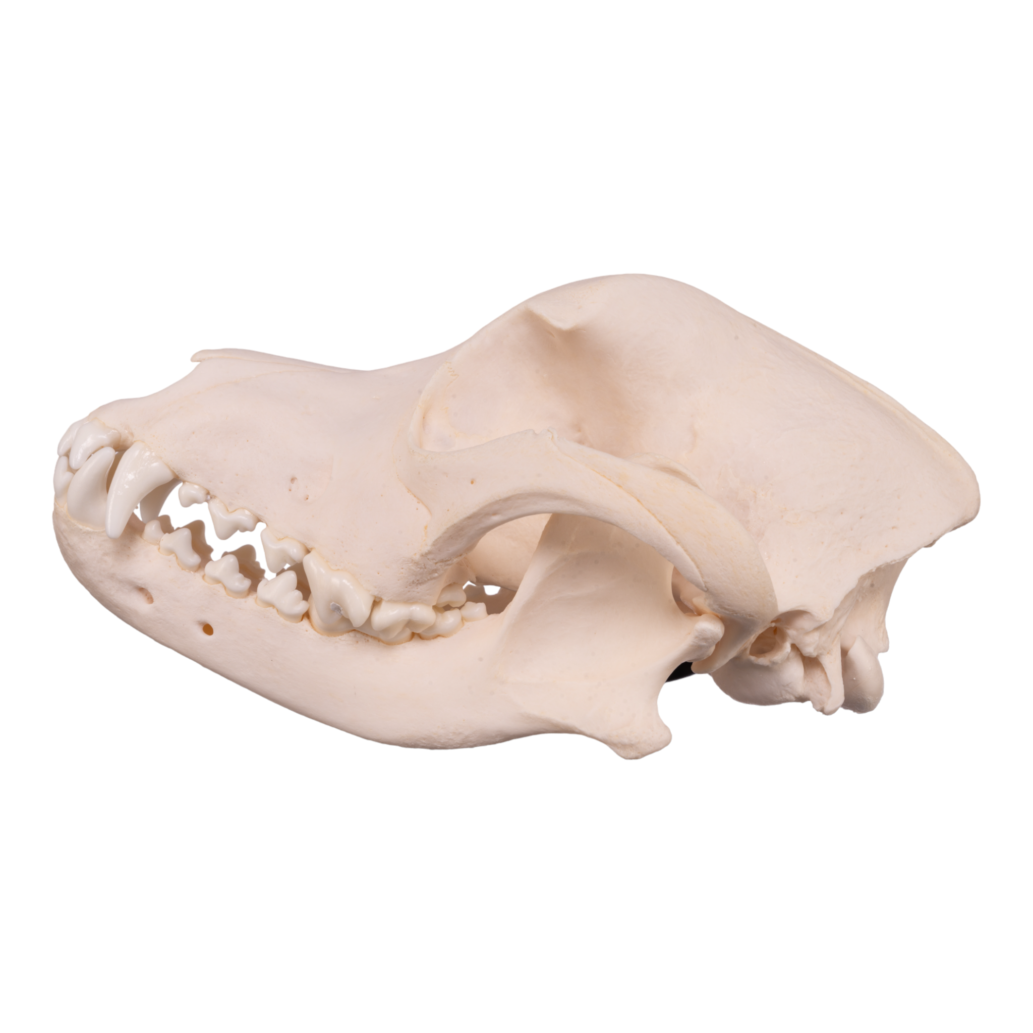 Rottweiler skull cheap