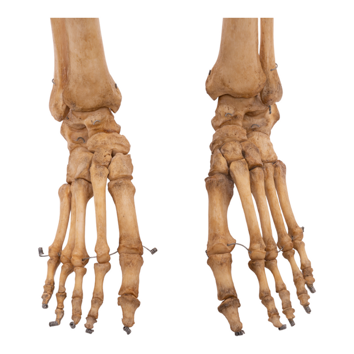 Real Human Skeleton - Articulated Antique — Skulls Unlimited International,  Inc.