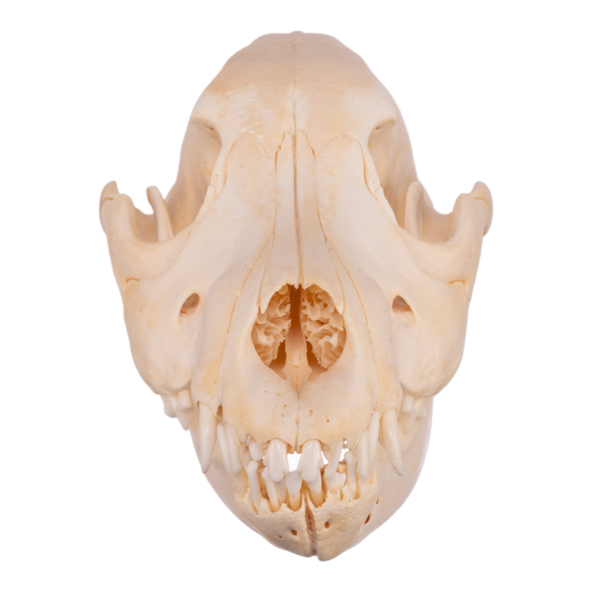 German shepherd clearance skull