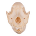 Real Domestic Dog Skull - German Shepherd Puppy