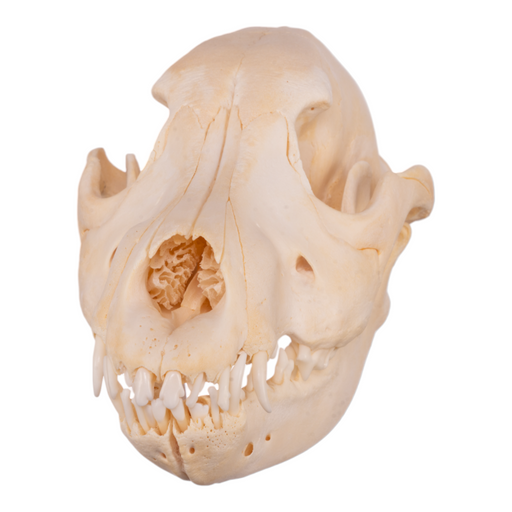 Real Domestic Dog Skull - German Shepherd Puppy