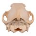 Real Domestic Dog Skull - German Shepherd Puppy