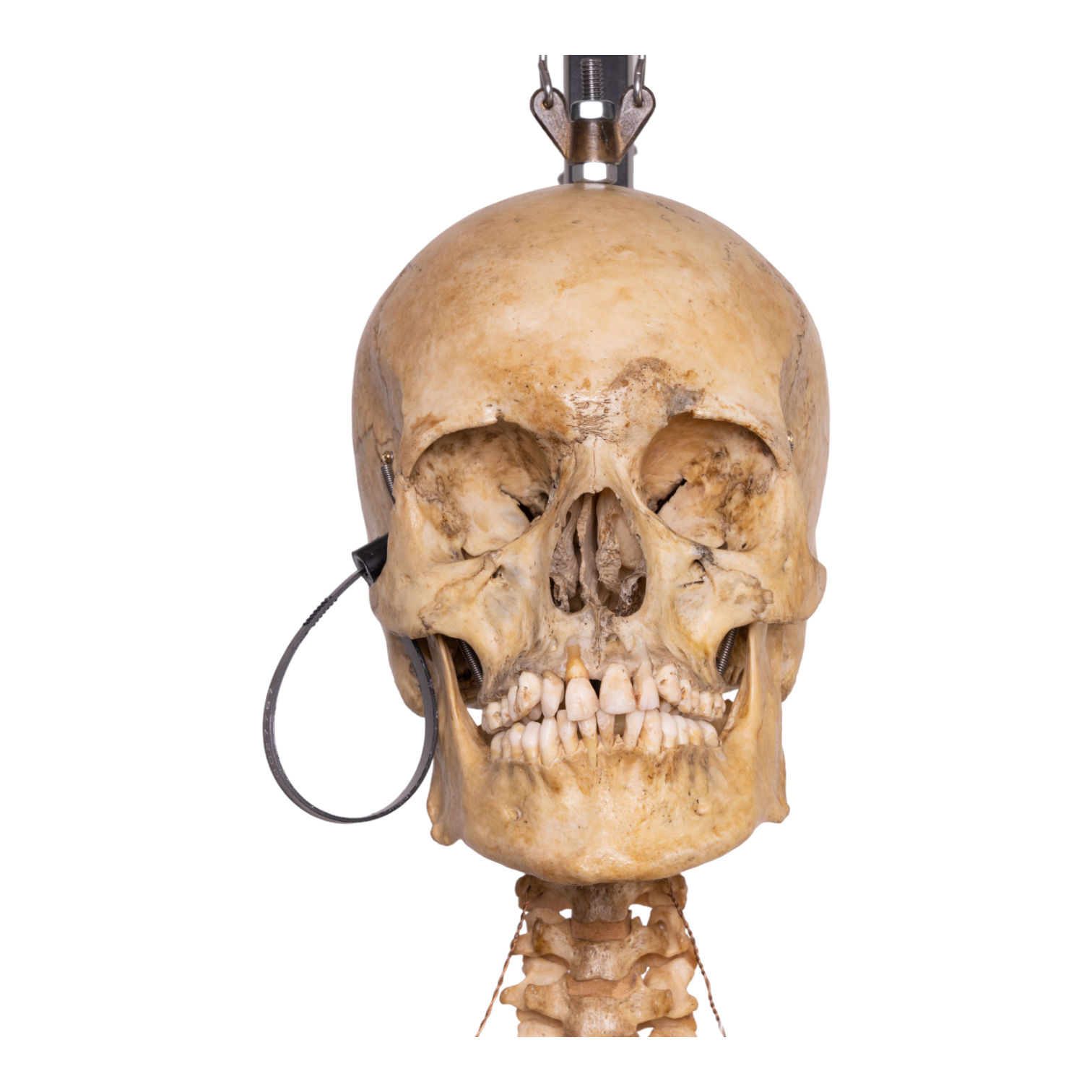 Skeleton Of A Fully Grown Human print by Vintage Educational Collection