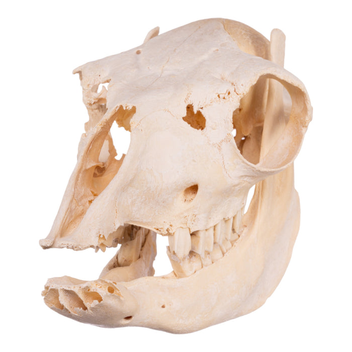 Real Alpaca Skull - Damaged