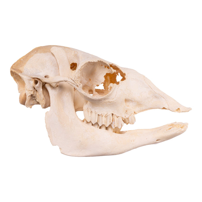 Real Alpaca Skull - Damaged